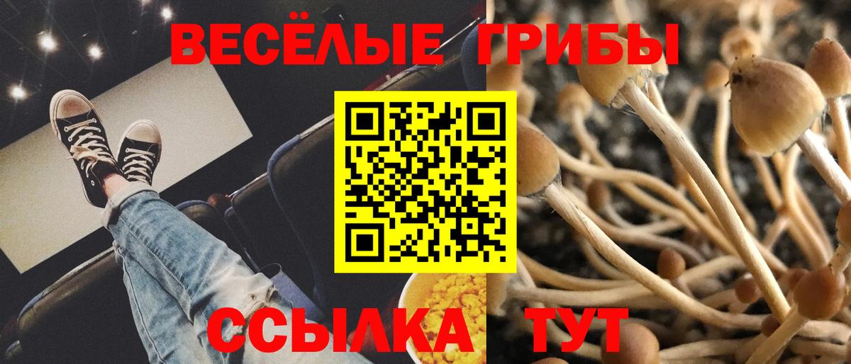 Псилоцибиновые грибы Psilocybine cubensis Среднеуральск